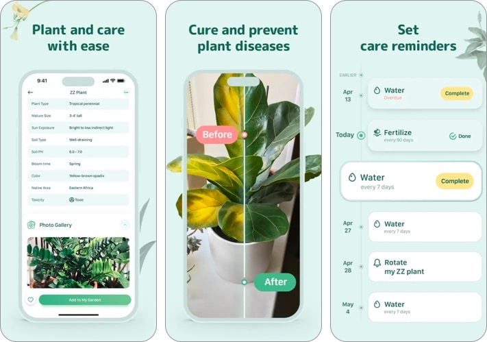 Blossom   Plant Care Guide