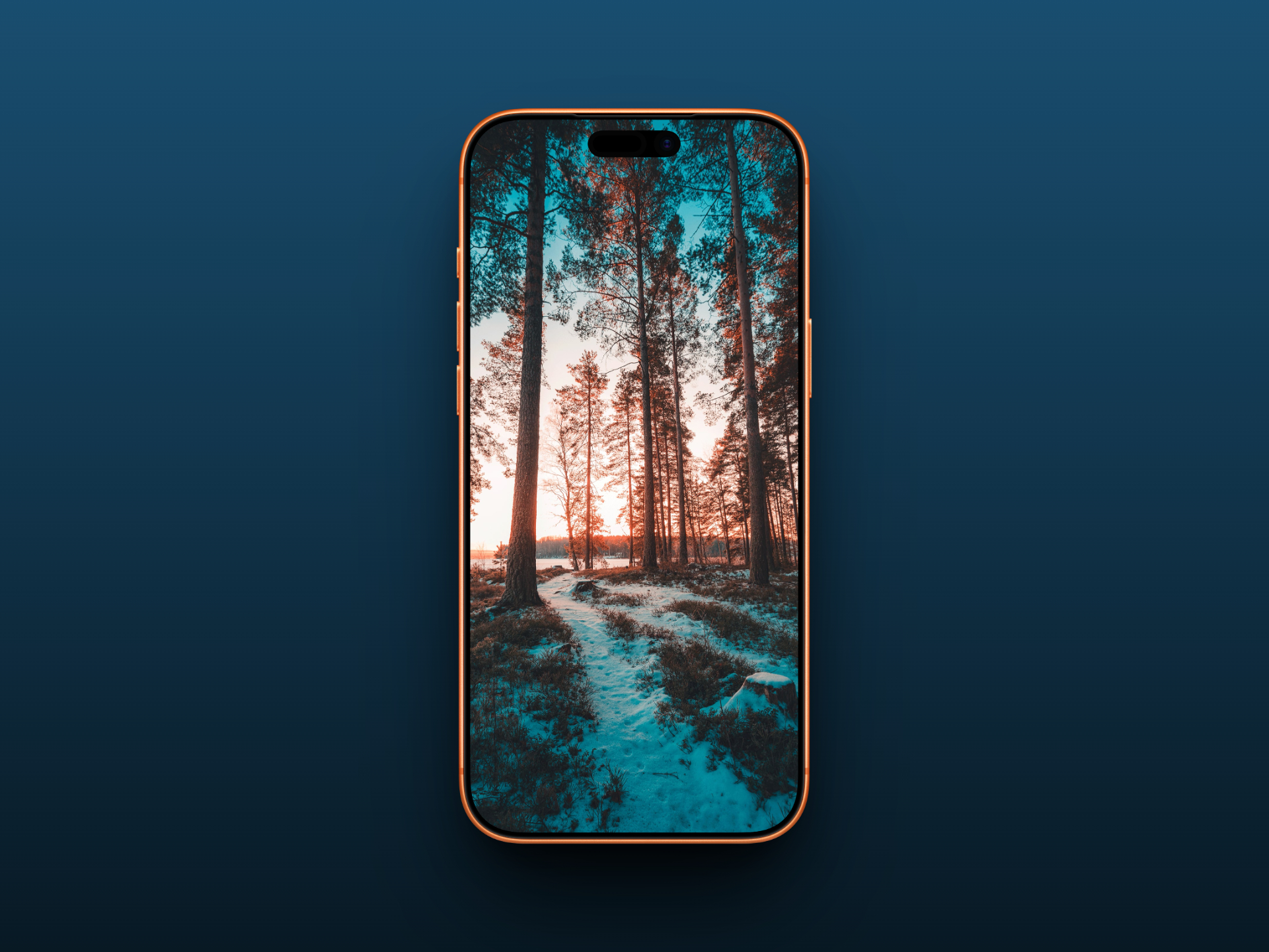 Sunrise Through the Pines