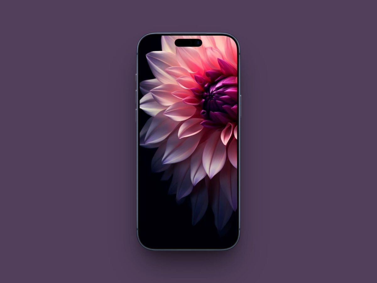 Pink Dahlia in the Dark wallpaper for iPhone