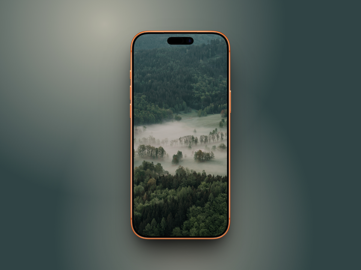 Aerial view of a lush forest