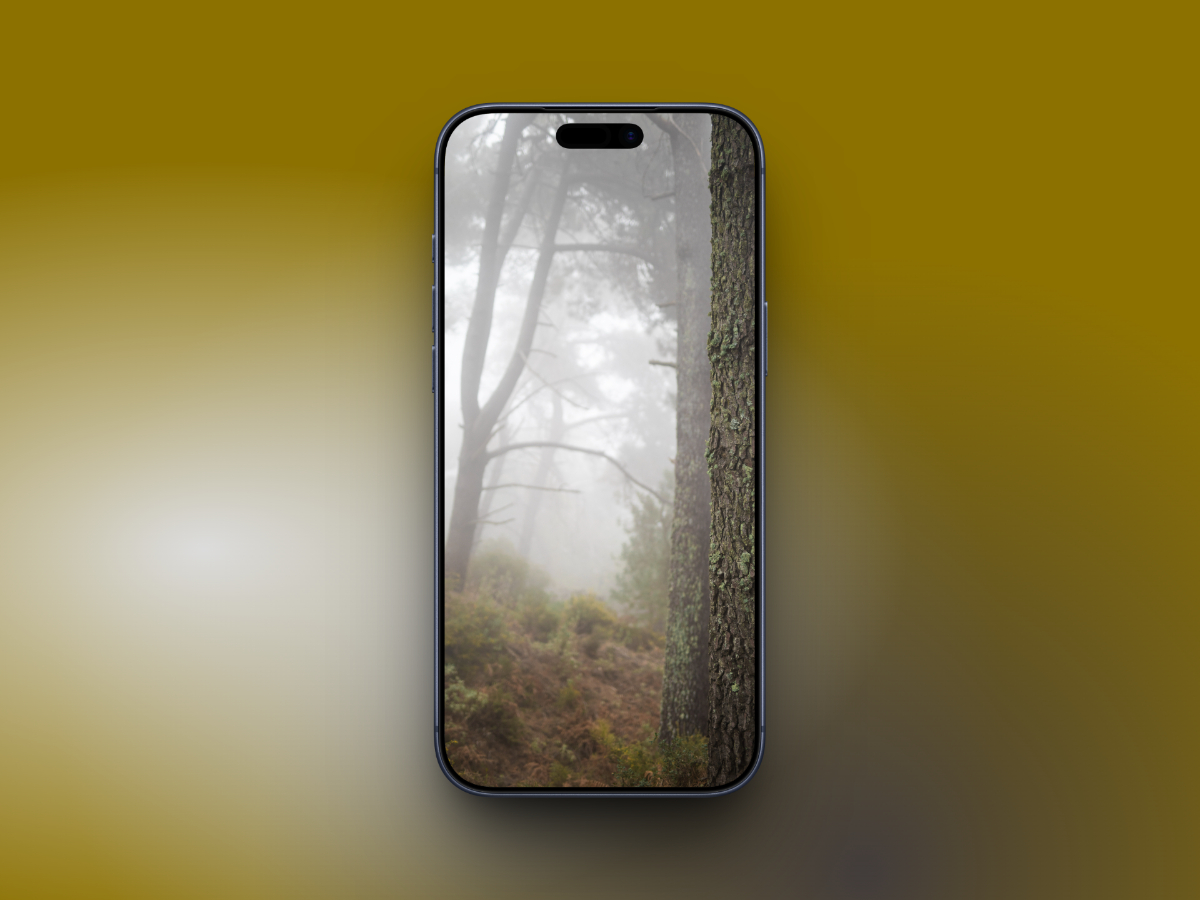 Foggy forest depth wallpaper