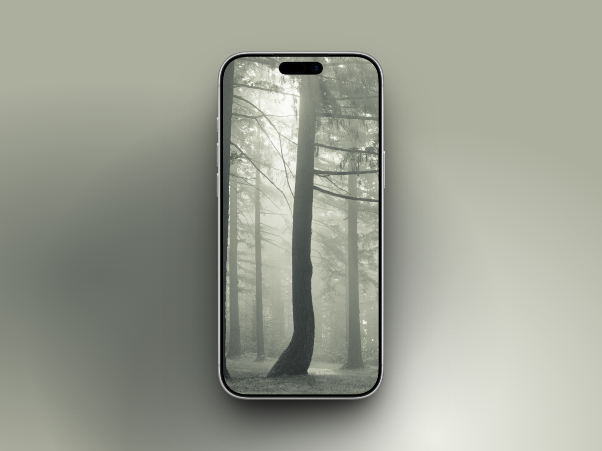 Monochrome foggy forest