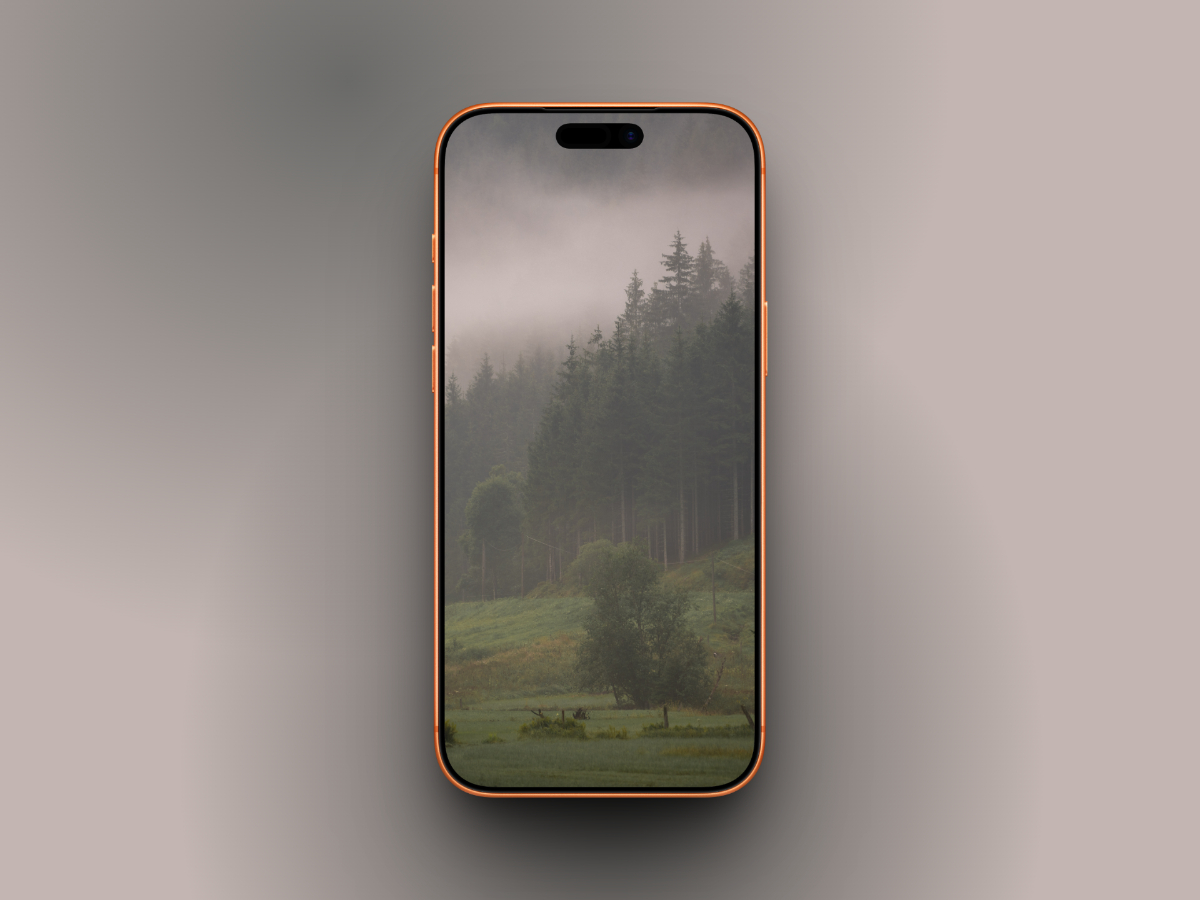 Pine trees in meadow