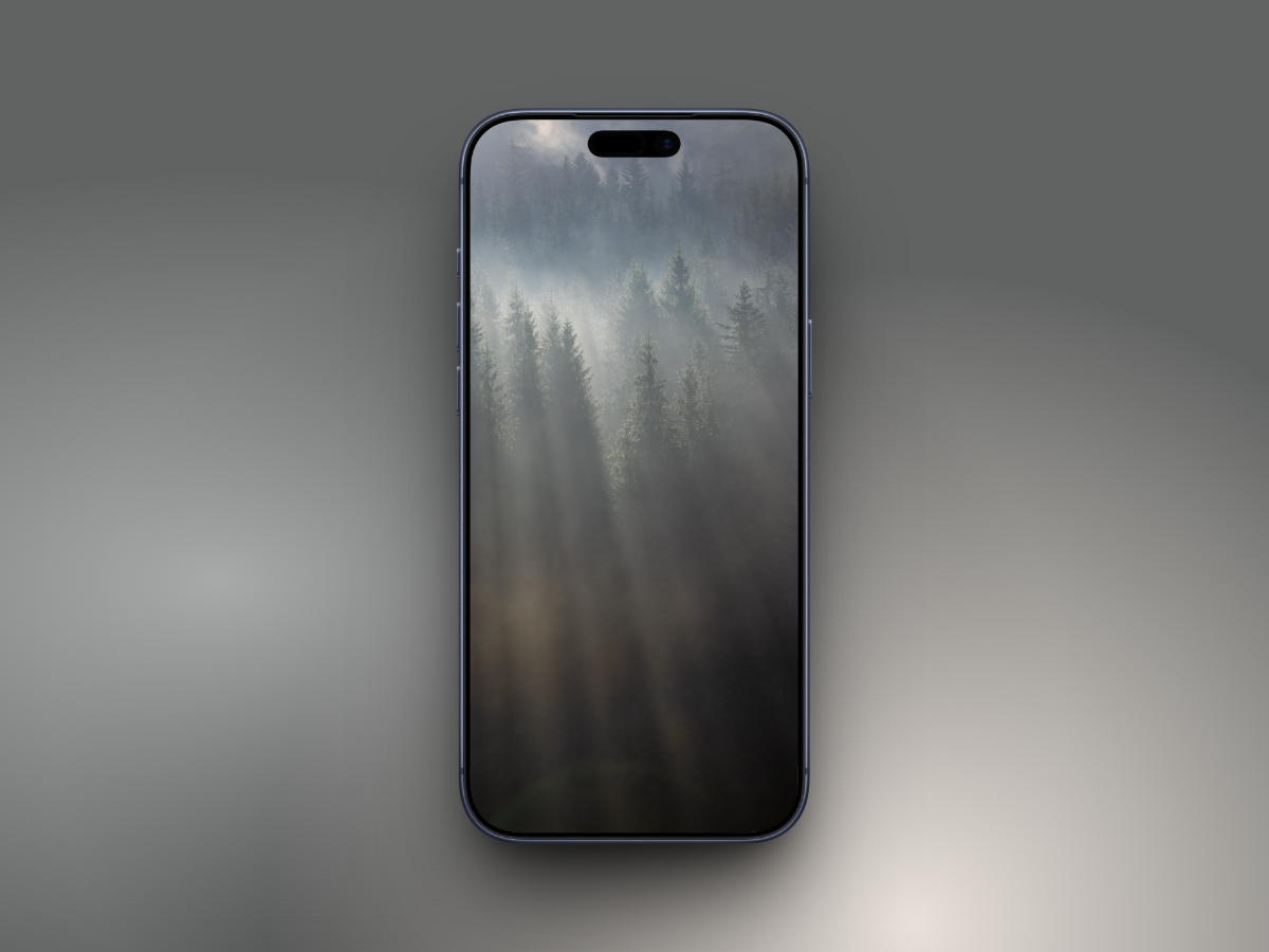 Sunbeams through forest mist